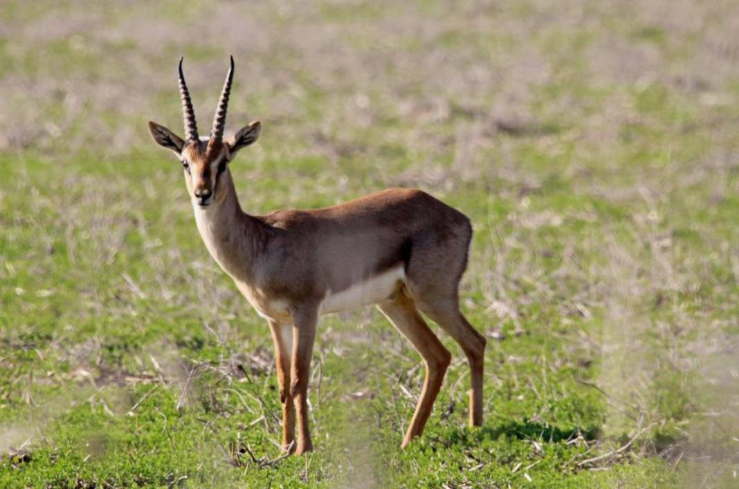 Anadolu Parsını avlayanlar yandı! Cezası 30 milyon lira - Resim: 16